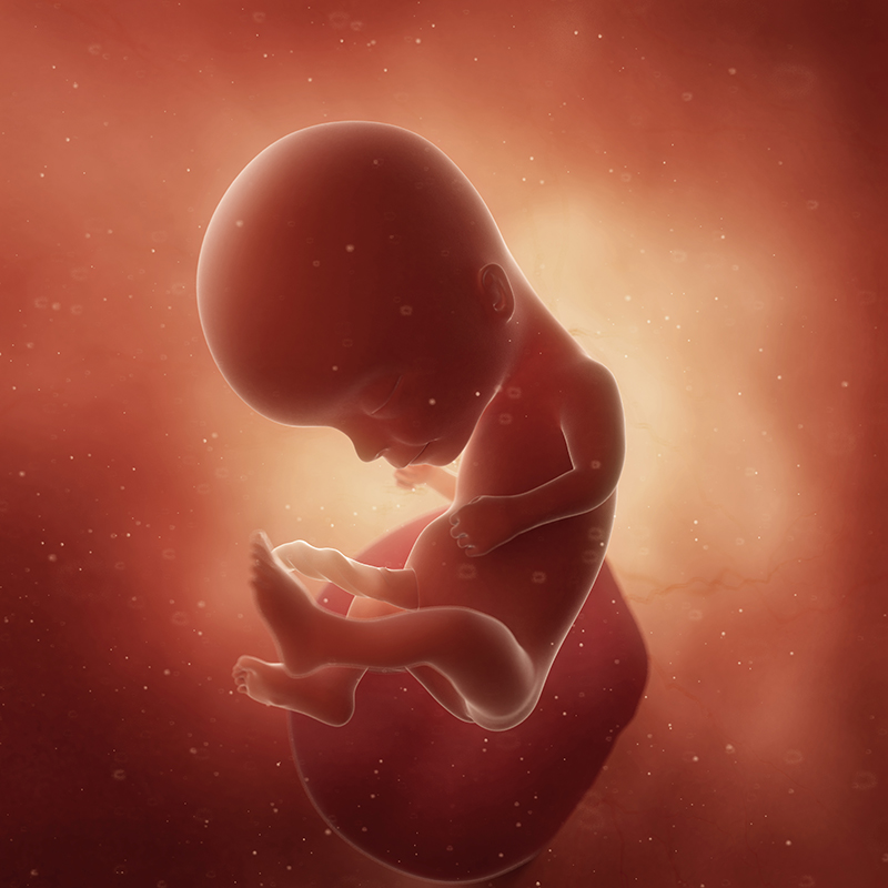Baby at 14 Weeks Pregnant Fetal Development: Your Baby is Growing and Developing Fast