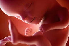 Week 14 Pregnancy Ultrasound 4