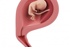 Week 14 Pregnancy Ultrasound 5