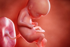 17 Week Old Fetus