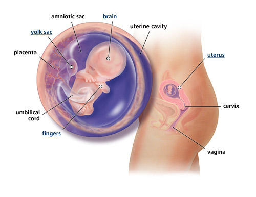 10 Week Fetal Development