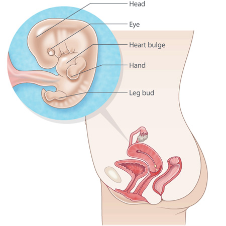 Pregnancy At 8th Week