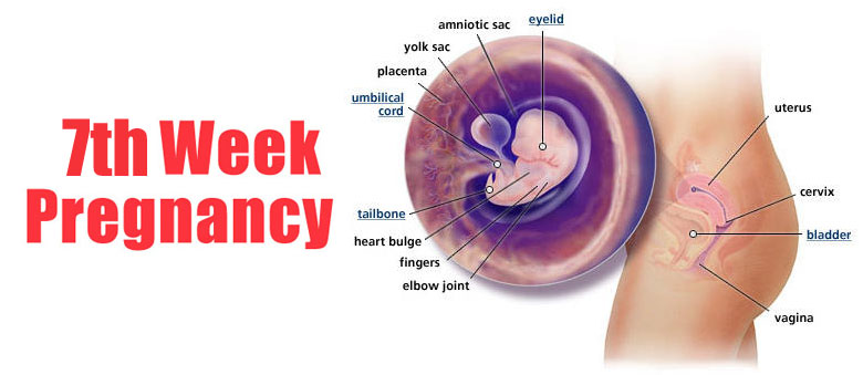 7 Week Pregnancy