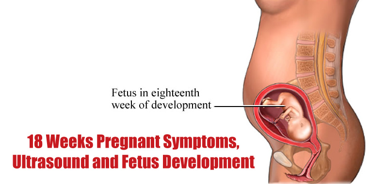 18 Weeks Pregnant Symptoms, Ultrasound and Fetus Development