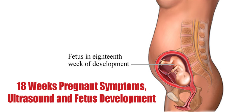 18th Week Of Pregnancy Food Chart