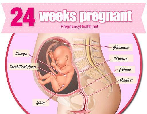 24 Weeks Pregnant