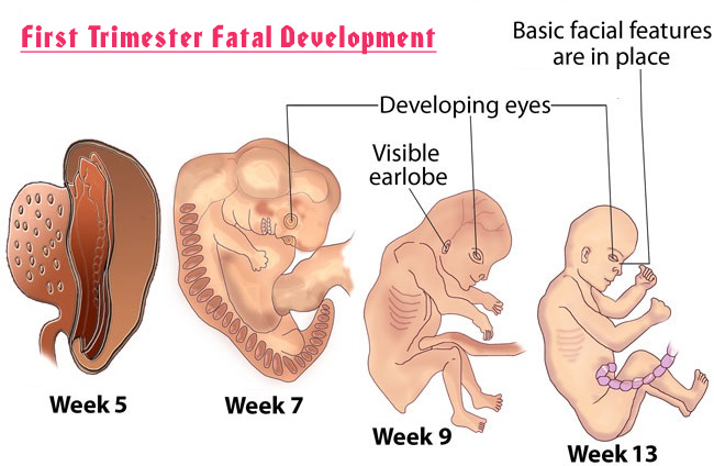 First Trimester Fatal Development