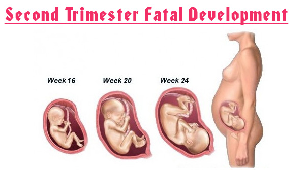 Second Trimester of Pregnancy