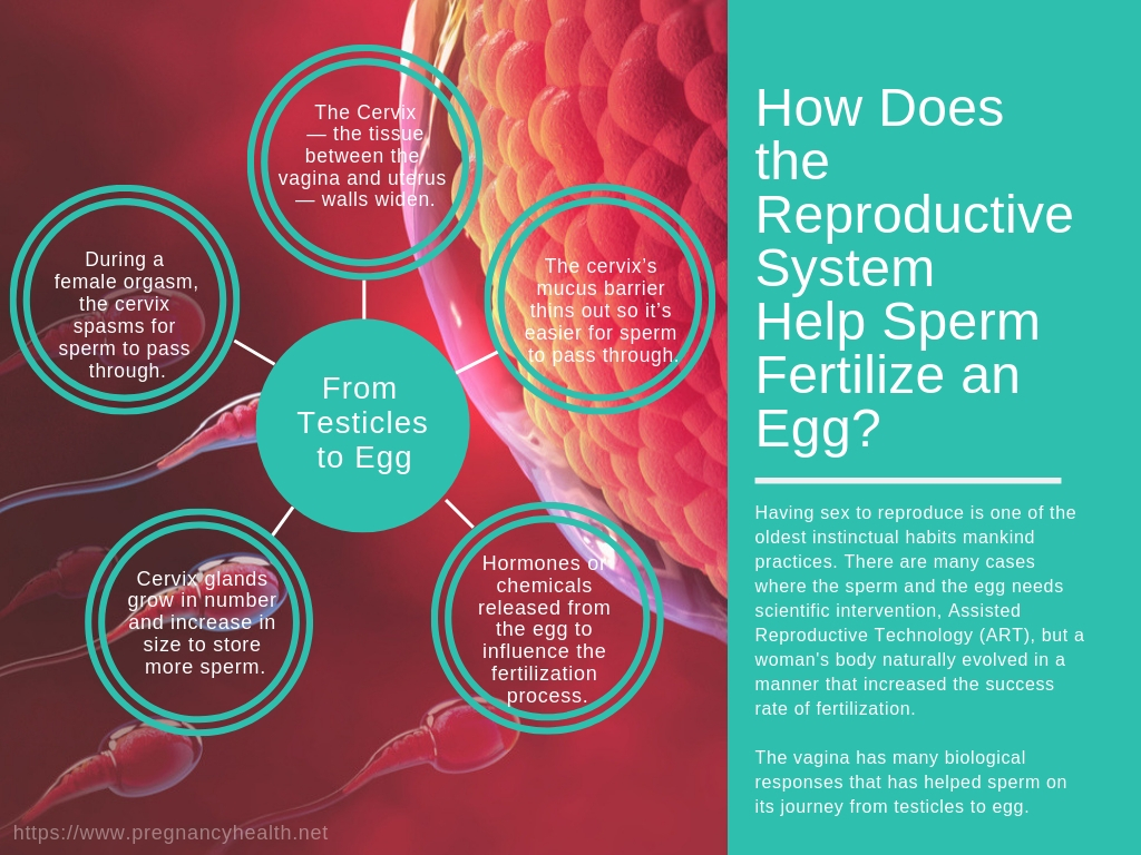 45% of the 6.1 million pregnancies in the United States were unintended. what is precum, can precum get you pregnant, withdrawal method, pull out method, 