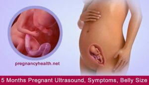 5 Months Pregnant Ultrasound, Symptoms and Belly Size