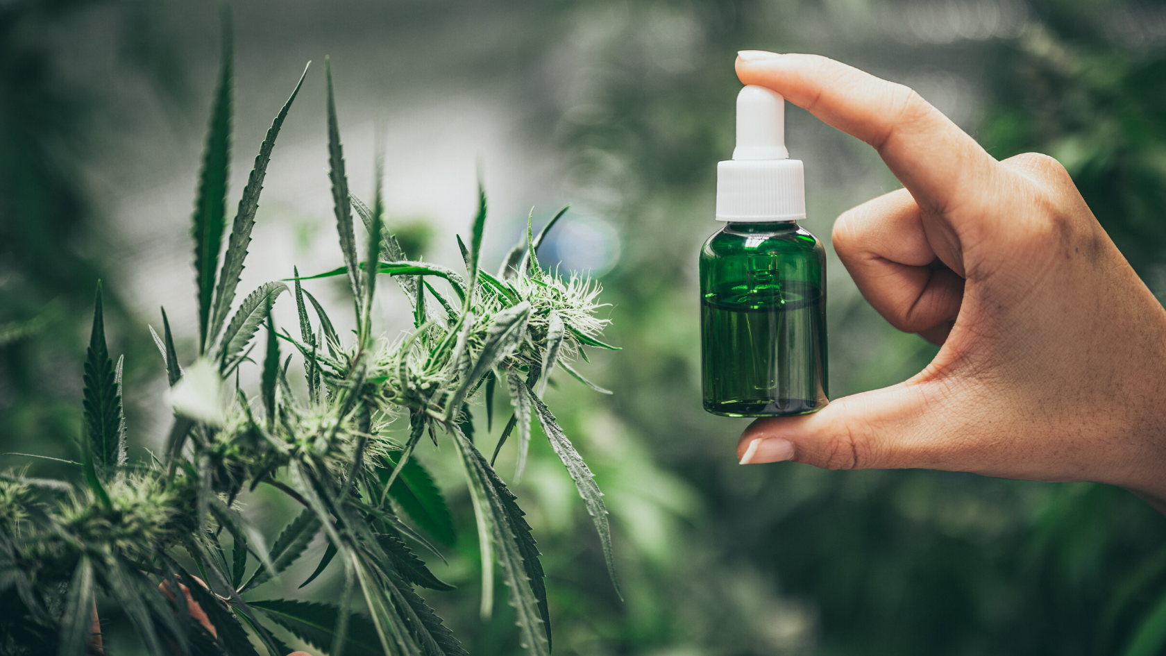Is CBD Safe To Use During Pregnancy Pregnancy Health